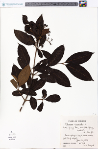 Viburnum cassinoides image