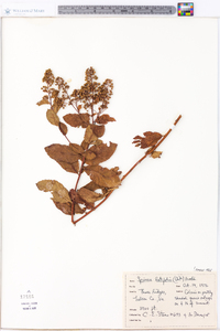 Spiraea latifolia image