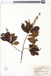 Clethra alnifolia image