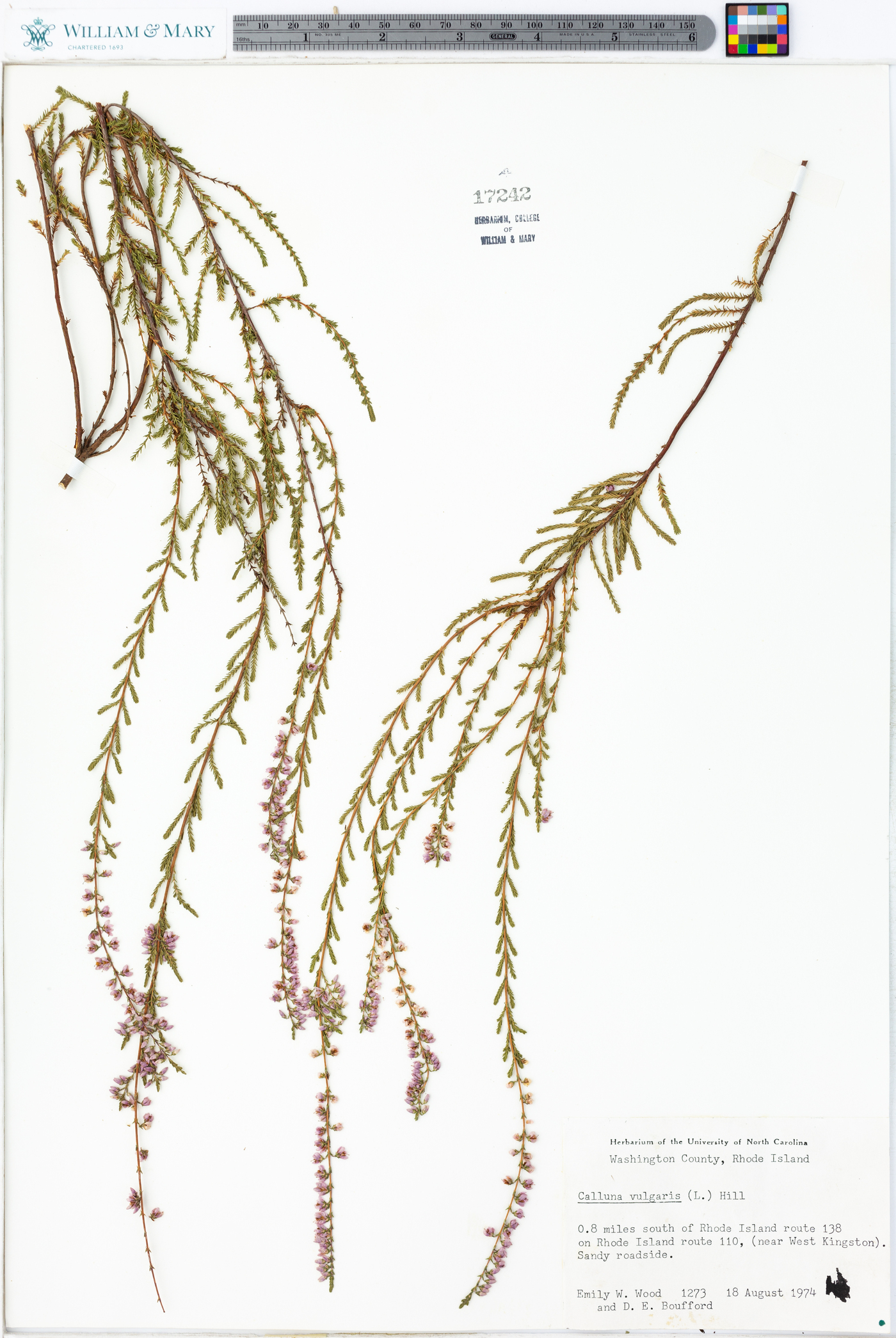 Calluna image