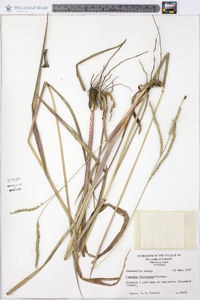 Paspalum floridanum image