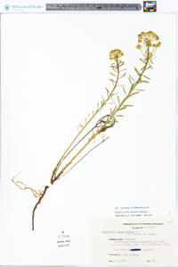 Euphorbia cyparissias image