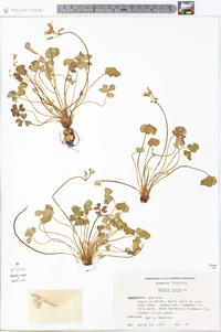 Oxalis rubra image