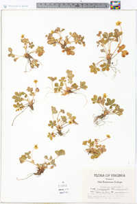 Potentilla canadensis image