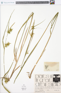 Carex folliculata image