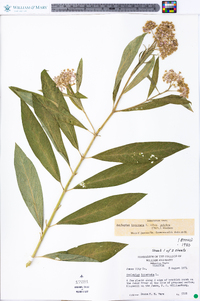 Asclepias incarnata subsp. pulchra image