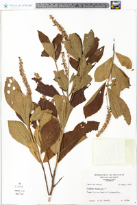 Clethra alnifolia image