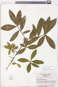 Quercus laurifolia image