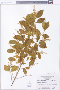 Ligustrum sinense image