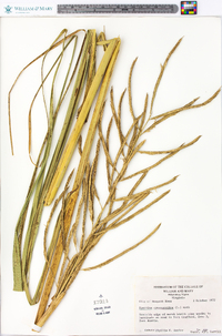 Spartina cynosuroides image