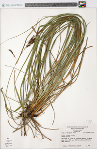 Carex joorii image