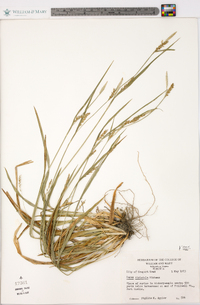 Carex striatula image