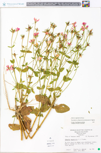 Sabatia angularis image