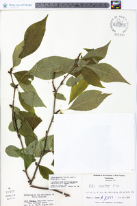 Ilex montana image