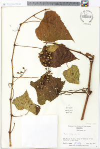 Vitis vulpina image