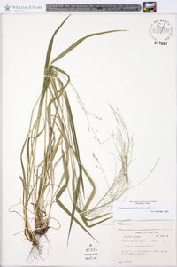 Festuca subverticillata image