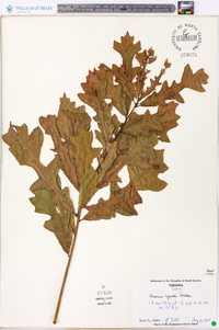 Quercus lyrata image