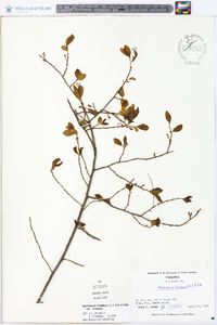 Gaylussacia frondosa image
