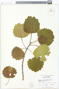 Populus grandidentata image