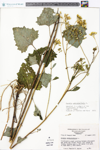 Arnoglossum atriplicifolium image