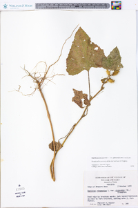 Xanthium strumarium var. glabratum image