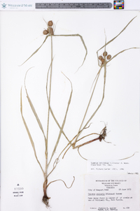 Cyperus echinatus image