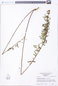 Lespedeza virginica image