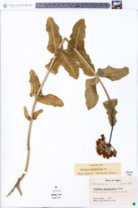 Asclepias amplexicaulis image