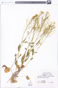 Cardamine bulbosa image