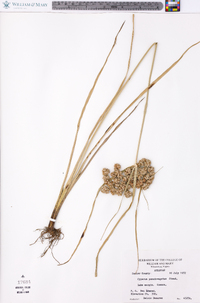 Cyperus pseudovegetus image