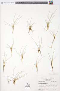 Eleocharis albida image