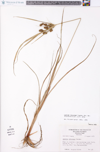 Cyperus retrorsus image