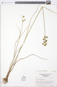 Juncus scirpoides image