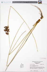 Juncus roemerianus image