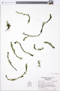 Elodea nuttallii image