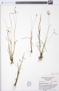 Fimbristylis annua image