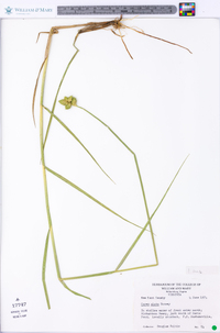 Carex alata image