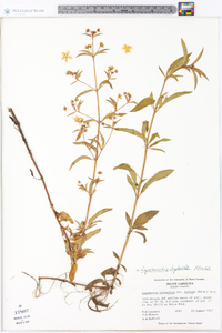 Lysimachia hybrida image