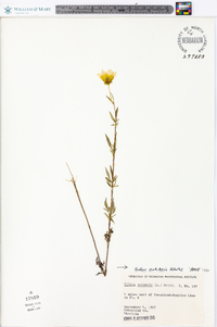 Bidens polylepis image