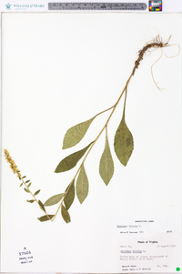 Solidago bicolor image