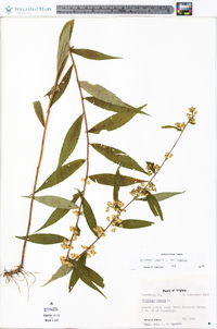 Solidago caesia var. caesia image