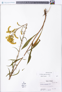 Solidago pinetorum image