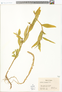 Ludwigia decurrens image