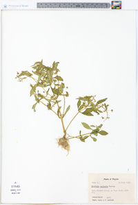 Gratiola neglecta image