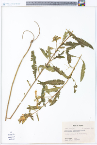 Pedicularis lanceolata image