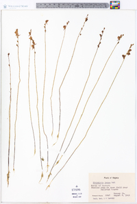 Utricularia juncea image