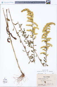 Solidago nemoralis var. nemoralis image