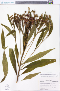 Vernonia noveboracensis image