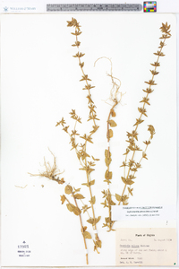 Sophronanthe pilosa image