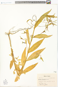 Ludwigia decurrens image